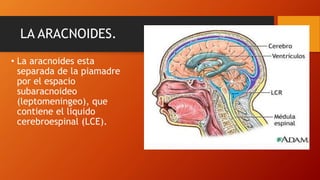 LA ARACNOIDES.
• La aracnoides esta
separada de la piamadre
por el espacio
subaracnoideo
(leptomeningeo), que
contiene el liquido
cerebroespinal (LCE).
 
