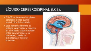 LÍQUIDO CEREBROESPINAL (LCE).
• El LCE se forma en los plexos
coroideos de los cuatro
ventrículos del encéfalo.
• Este líquido abandona el
sistema ventricular y penetra
en el espacio subaracnoideo
entre la aracnoides y la
piamadre, donde la
almohadilla y nutre el
encéfalo.
 