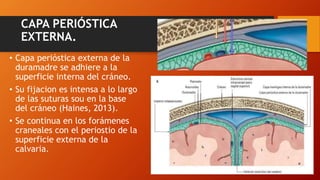 CAPA PERIÓSTICA
EXTERNA.
• Capa perióstica externa de la
duramadre se adhiere a la
superficie interna del cráneo.
• Su fijacion es intensa a lo largo
de las suturas sou en la base
del cráneo (Haines, 2013).
• Se continua en los forámenes
craneales con el periostio de la
superficie externa de la
calvaria.
 