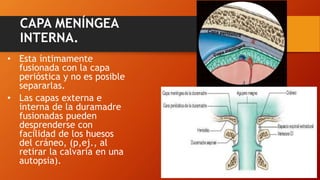 CAPA MENÍNGEA
INTERNA.
• Esta íntimamente
fusionada con la capa
perióstica y no es posible
separarlas.
• Las capas externa e
interna de la duramadre
fusionadas pueden
desprenderse con
facilidad de los huesos
del cráneo, (p,ej., al
retirar la calvaria en una
autopsia).
 