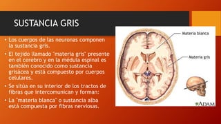 SUSTANCIA GRIS
• Los cuerpos de las neuronas componen
la sustancia gris.
• El tejido llamado "materia gris" presente
en el cerebro y en la médula espinal es
también conocido como sustancia
grisácea y está compuesto por cuerpos
celulares.
• Se sitúa en su interior de los tractos de
fibras que intercomunican y forman:
• La "materia blanca" o sustancia alba
está compuesta por fibras nerviosas.
 