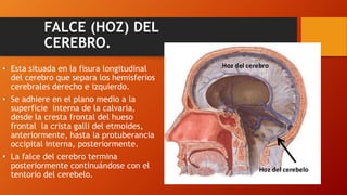 FALCE (HOZ) DEL
CEREBRO.
• Esta situada en la fisura longitudinal
del cerebro que separa los hemisferios
cerebrales derecho e izquierdo.
• Se adhiere en el plano medio a la
superficie interna de la calvaria,
desde la cresta frontal del hueso
frontal la crista galli del etmoides,
anteriormente, hasta la protuberancia
occipital interna, posteriormente.
• La falce del cerebro termina
posteriormente continuándose con el
tentorio del cerebelo.
 