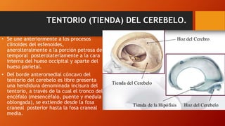 TENTORIO (TIENDA) DEL CEREBELO.
• Se une anteriormente a los procesos
clinoides del esfenoides,
anerolteralmente a la porción petrosa del
temporal posterolaterlamente a la cara
interna del hueso occipital y aparte del
hueso parietal.
• Del borde anteromedial cóncavo del
tentorio del cerebelo es libre presenta
una hendidura denominada incisura del
tentorio, a través de la cual el tronco del
encéfalo (mesencéfalo, puente y medula
oblongada), se extiende desde la fosa
craneal posterior hasta la fosa craneal
media.
 