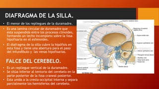 DIAFRAGMA DE LA SILLA.
• El menor de los repliegues de la duramadre.
• Es una lamina circular de duramadre que
esta suspendida entre los procesos clinoides,
formando un techo incompleto sobre la fosa
hipofisaria en el esfenoides.
• El diafragma de la silla cubre la hipófisis en
esta fosa y tiene una abertura para el paso
del infundíbulo y las venas hipofisarias.
FALCE DEL CEREBELO.
• Es un repliegue vertical de la duramadre.
• Se sitúa inferior al tentorio del cerebelo en la
parte posterior de la fosa craneal posterior.
• Esta unida a la cresta occipital interna y separa
parcialmente los hemisferios del cerebelo.
 