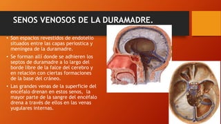 SENOS VENOSOS DE LA DURAMADRE.
• Son espacios revestidos de endotelio
situados entre las capas periostica y
meníngea de la duramadre.
• Se forman allí donde se adhieren los
septos de duramadre a lo largo del
borde libre de la falce del cerebro y
en relación con ciertas formaciones
de la base del cráneo.
• Las grandes venas de la superficie del
encéfalo drenan en estos senos, la
mayor parte de la sangre del encéfalo
drena a través de ellos en las venas
yugulares internas.
 