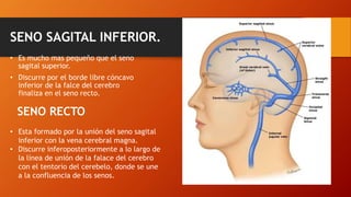 SENO SAGITAL INFERIOR.
• Es mucho mas pequeño que el seno
sagital superior.
• Discurre por el borde libre cóncavo
inferior de la falce del cerebro
finaliza en el seno recto.
• Esta formado por la unión del seno sagital
inferior con la vena cerebral magna.
• Discurre inferoposteriormente a lo largo de
la línea de unión de la falace del cerebro
con el tentorio del cerebelo, donde se une
a la confluencia de los senos.
SENO RECTO
 