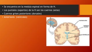 • Se encuentra en la medula espinal en forma de H.
• Los puntales (soportes) de la H son los cuernos (astas)
• Cuernos grises posteriores (dorsales)
• Anteriores (ventrales)
 