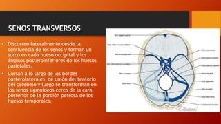 SENOS TRANSVERSOS
• Discurren lateralmente desde la
confluencia de los senos y forman un
surco en cada hueso occipital y los
ángulos posteroinferiores de los huesos
parietales.
• Cursan a lo largo de los bordes
posterolaterales de unión del tentorio
del cerebelo y luego se transforman en
los senos sigmoideos cerca de la cara
posterior de la porción petrosa de los
huesos temporales.
 