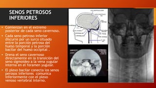SENOS PETROSOS
INFERIORES
• Comienzan en el extremo
posterior de cada seno cavernoso.
• Cada seno petroso inferior
discurre por un surco situado
entre la porción petrosa del
hueso temporal y la porción
bacilar del hueso occipital .
• Drena el seno cavernoso
directamente en la transición del
seno sigmoideo a la vena yugular
interna en el foramen yugular.
• El plexo bacilar conecta los senos
perosos inferiores comunica
inferiormente con el plexo
venoso vertebral interno.
 