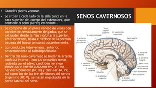SENOS CAVERNOSOS
• Grandes plexos venosos.
• Se sitúan a cada lado de la silla turca en la
cara superior del cuerpo del esfenoides, que
contiene el seno (aéreo) esfenoidal.
• Se compone de un plexo venoso de venas con
paredes extremadamente delgadas, que se
extienden desde la fisura orbitaria superior,
anteriormente, hasta el vértice de la porción
petrosa del hueso temporal posteriormente.
• Los conductos intervenosos, anterior,
posteriormente al tallo hipofisiario.
• Dentro del seno cavernoso se hallan la arteria
carótida interna , con sus pequeñas ramas,
rodeada por el plexo carotideo nervioso
simpatico el nervio abducens (NC VI), los
nervios locomotor (NC III) y troclear (NC IV),
así como dos de las tres divisiones del nervio
trigémino (NC V), se hallan englobados en la
pared lateral del seno.
 
