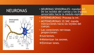 NEURONAS • NEURONAS SENSORIALES: mandan inf.
De los tejidos del cuerpo y los órganos
sensoriales hacia la medula espinal.
• INTERNEURONAS: Procesa la inf.
• MOTONEURONAS: El SNC manda
instrucciones hacia los tejidos del
cuerpo.
• Las conexiones nerviosas
proporcionan:
nutrientes.
Mielenizan los axones.
Eliminan iones.
 