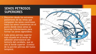 SENOS PETROSOS
SUPERIORES
• Discurren desde los extremos
posteriores de las venas que
componen los senos cavernosos
hasta los senos transversos en el
punto donde estos senos se
incurvan inferiormente para
formar los senos sigmoideos.
• Cada senos petroso superior
esta situada en el borde de
adhesión anterolateral del
tentorio del cerebelo, que se
une al borde superior (cresta)
de la porción petrosa del hueso
temporal.
 
