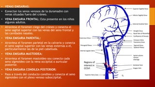 • VENAS EMISARIAS:
• Conectan los senos venosos de la duramadre con
venas situadas fuera del cráneo.
• VENA EMISARIA FRONTAL: Esta presente en los niños
algunos adultos.
• Atraviesa el foramen ciego del cráneo y conecta el
seno sagital superior con las venas del seno frontal y
las cavidades nasales.
• VENA EMISARIA PARENTAL:
• Atraviesa el foramen parietal en la calvaria y conecta
el seno sagital superior con las venas externas a el,
particularmente las de la piel cabelluda.
• VENA EMISARIA MASTOIDEA:
• Atraviesa el foramen mastoideo sou conecta cada
seno sigmoideo con la vena occipital o auricular
posterior.
• VENA EMISARIA CONDILEA POSTERIOR:
• Pasa a través del conducto condileo y conecta el seno
sigmoideo con el plexo venoso suboccipital.
 