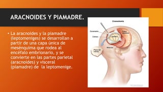 ARACNOIDES Y PIAMADRE.
• La aracnoides y la piamadre
(leptomeniges) se desarrollan a
partir de una capa única de
mesénquima que rodea al
encéfalo embrionario, y se
convierte en las partes parietal
(aracnoides) y visceral
(piamadre) de la leptomenige.
 