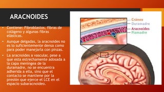 ARACNOIDES
• Contiene: Fibroblastos, fibras de
colágeno y algunas fibras
elásticas.
• Aunque delgadas, la aracnoides no
es lo suficientemente densa como
para poder manejarla con pinzas.
• La aracnoides a vascular, pese a
que esta estrechamente adosada a
la capa meníngea de la
duramadre, no se encuentra
adherida a ella, sino que el
contacto se mantiene por la
presión que ejerce el LCE en el
espacio subaracnoideo.
 
