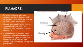 PIAMADRE.
• Es una membrana aún mas
delgada que la de la aracnoides,
ricamente visualizada por una red
de finos vasos sanguíneos.
• Otorga un aspecto brillante a la
superficie del encéfalo, se
adhiere a ella y sigue todos sus
contornos.
• Cuando las arterias cerebrales
penetran e la corteza cerebral, la
piamadre las sigue durante una
corta distancia y forma una
cubierta de piamadre y un espacio
periarterial.
 