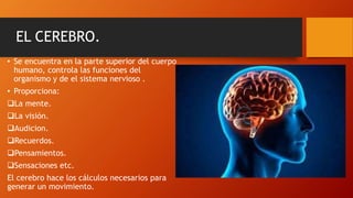 EL CEREBRO.
• Se encuentra en la parte superior del cuerpo
humano, controla las funciones del
organismo y de el sistema nervioso .
• Proporciona:
La mente.
La visión.
Audicion.
Recuerdos.
Pensamientos.
Sensaciones etc.
El cerebro hace los cálculos necesarios para
generar un movimiento.
 