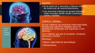 SINAPSIS.
Es la unión de 2 neuronas y liberan millones
de moléculas de neurotransmisores.
Las neuronas trabajan en grupos llamados
redes neurales donde tienen conexiones
cortas y rápidas.
CORTEZA CEREBRAL.
Es una cubierta con neuronas interconectadas,
forman una superficie delgada sobre los
hemisferios cerebrales uno izquierdo y otro
derecho.
Con 4 lóbulos que son el occipital, temporal,
pariental y frontal
Permiten:
Mayor capacidad de aprendizaje
Pensamiento.
 