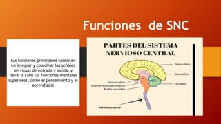 Funciones de SNC
Sus funciones principales consisten
en integrar y coordinar las señales
nerviosas de entrada y salida, y
llevar a cabo las funciones mentales
superiores, como el pensamiento y el
aprendizaje
 