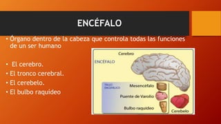 ENCÉFALO
• Órgano dentro de la cabeza que controla todas las funciones
de un ser humano
• El cerebro.
• El tronco cerebral.
• El cerebelo.
• El bulbo raquídeo
 