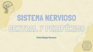 SISTEMA NERVIOSO
CENTRAL Y PERIFÉRICO
Embriología Humana
 