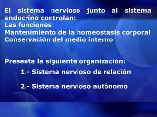 El sistema nervioso junto al sistema endocrino controlan: Las funciones  Mantenimiento de la homeostasis corporal Conservación del medio interno Presenta la siguiente organización: 1.- Sistema nervioso de relación 2.- Sistema nervioso autónomo 