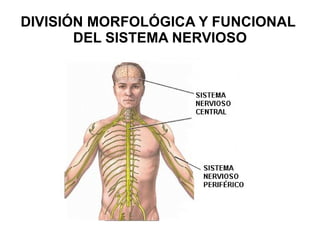DIVISIÓN MORFOLÓGICA Y FUNCIONAL  DEL SISTEMA NERVIOSO 