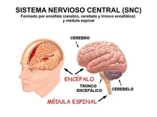 SISTEMA NERVIOSO CENTRAL (SNC) Formado por encéfalo (cerebro, cerebelo y tronco encefálico)  y médula espinal 