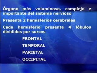 Órgano más voluminoso, complejo e importante del sistema nervioso Presenta 2 hemisferios cerebrales Cada hemisferio presenta 4 lóbulos divididos por surcos FRONTAL TEMPORAL PARIETAL OCCIPITAL 