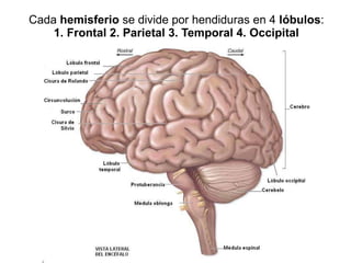 Cada  hemisferio  se divide por hendiduras en 4  lóbulos : 1. Frontal 2. Parietal 3. Temporal 4. Occipital 