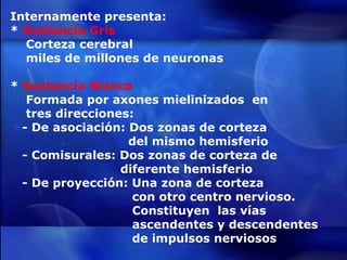 Internamente presenta: *  Sustancia Gris  Corteza cerebral miles de millones de neuronas *  Sustancia Blanca Formada por axones mielinizados  en  tres direcciones: - De asociación: Dos zonas de corteza  del mismo hemisferio - Comisurales: Dos zonas de corteza de  diferente hemisferio - De proyección: Una zona de corteza  con otro centro nervioso.  Constituyen  las vías  ascendentes y descendentes  de impulsos nerviosos 
