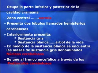 - Ocupa la parte inferior y posterior de la  cavidad craneana - Zona central ……. vermis - Presenta dos lóbulos llamados hemisferios  cerebelosos - Interiormente presenta: * Sustancia gris * Sustancia blanca……árbol de la vida - En medio de la sustancia blanca se encuentra  las masas de sustancia gris denominados  Núcleos cerebelosos - Se une al tronco encefálico a través de los  Pedúnculos cerebelosos 