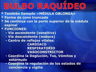 * También llamado «MÉDULA OBLONGA» * Forma de cono truncado * Se continua con la parte superior de la médula  espinal * FUNCIONES: - Vía ascendente (sensitiva) - Vía descendente (motora) - Centro de reflejos vitales: CARDÍACO  RESPIRATORIO  VASOCONSTRICTOR - Coordina la Deglución, Tos, Vómitos y  estornudo - Coordina la regulación de los estados de  conciencia y vigilia 