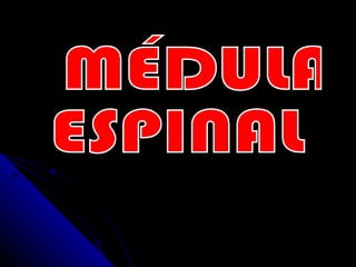 MÉDULA  ESPINAL 