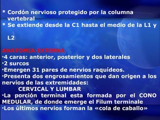 * Cordón nervioso protegido por la columna  vertebral * Se extiende desde la C1 hasta el medio de la L1 y  L2 ANATOMIA EXTERNA 4 caras: anterior, posterior y dos laterales 2 surcos Emergen 31 pares de nervios raquídeos. Presenta dos engrosamientos que dan origen a los nervios de las extremidades: CERVICAL Y LUMBAR La porción terminal esta formada por el CONO MEDULAR, de donde emerge el Filum terminale Los últimos nervios forman la «cola de caballo» 