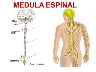 Cono medular 