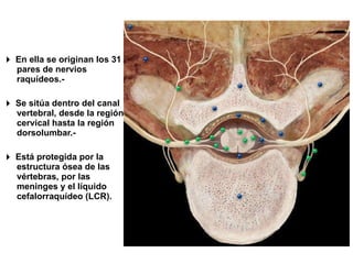    En ella se originan los 31 pares de nervios raquídeos.-    Se sitúa dentro del canal vertebral, desde la región cervical hasta la región dorsolumbar.-    Está protegida por la estructura ósea de las vértebras, por las meninges y el líquido cefalorraquídeo (LCR). 