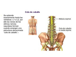 Se extiende exactamente hasta las vértebras  L1 o L2, por ello las raíces de los últimos nervios raquídeos forman cuando emergen una estructura denominada “cola de caballo”.- 