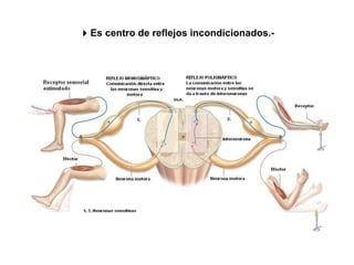  Es centro de reflejos incondicionados.- 