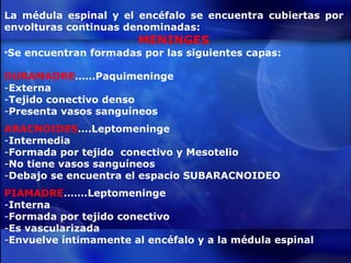 La médula espinal y el encéfalo se encuentra cubiertas por envolturas continuas denominadas: MENINGES Se encuentran formadas por las siguientes capas: DURAMADRE ……Paquimeninge Externa Tejido conectivo denso Presenta vasos sanguíneos ARACNOIDES ….Leptomeninge Intermedia Formada por tejido  conectivo y Mesotelio No tiene vasos sanguíneos  Debajo se encuentra el espacio SUBARACNOIDEO PIAMADRE …….Leptomeninge Interna Formada por tejido conectivo Es vascularizada Envuelve íntimamente al encéfalo y a la médula espinal  