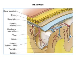 MENINGES 