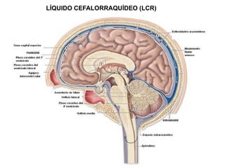 LÍQUIDO CEFALORRAQUÍDEO (LCR) 