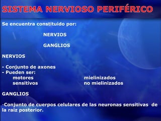 Se encuentra constituido por: NERVIOS GANGLIOS NERVIOS - Conjunto de axones  - Pueden ser: motores  mielinizados sensitivos  no mielinizados GANGLIOS Conjunto de cuerpos celulares de las neuronas sensitivas  de la raíz posterior. 