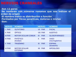 NERVIOS CRANEALES Son 12 pares Se nombran con números romanos que nos indican el orden de origen El nombre indica su distribución o función Formados por fibras sensitivas, motoras o mixtas Son: NERVIO NOMBRE NERVIO NOMBRE I  PAR OLFATORIO VII  PAR FACIAL II  PAR ÓPTICO VIII  PAR AUDITIVO III PAR MOTOR OCULAR COMUN IX  PAR GLOSOFARINGEO IV PAR PATÉTICO  (troclear) X  PAR VAGO (neumogástrico) V  PAR TRIGÉMINO XI  PAR ESPINAL (accesorio) VI PAR MOTOR OCULAR EXTERNO XII  PAR HIPOGLOSO 