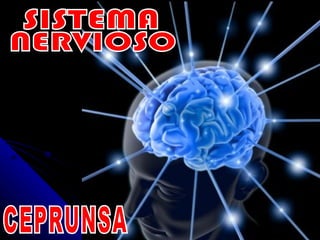 CEPRUNSA SISTEMA NERVIOSO 