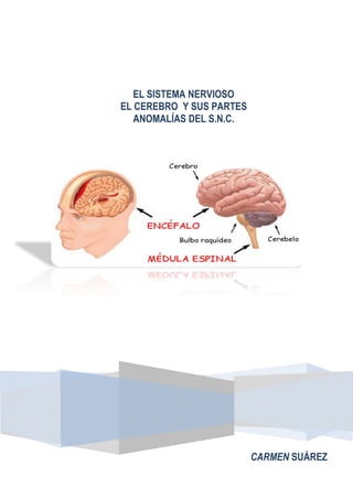 EL SISTEMA NERVIOSOEL CEREBRO  Y SUS PARTESANOMALÍAS DEL S.N.C.CARMEN SUÁREZ170881867203<br />SISTEMA NERVIOSO<br />195703018<br />     El sistema nervioso está constituido por el tejido nervioso del organismo y los elementos de soporte asociados. Desde un punto de vista estructural o anatómico, el sistema nervioso se divide en dos; el Sistema Nervioso Central (SNC) y el Sistema Nervioso Periférico (SNP). El SNC está formado por el cerebro y la medula espinal, mientras que el SNP comprende los nervios, ganglios y receptores especializados.   Por otro lado, desde el punto de vista funcional el sistema nervioso se divide, en Sistema Nervioso Somático y Sistema Nervioso Autónomo. El sistema somático es la parte del sistema nervioso que responde o relaciona el organismo con el medio ambiente externo, en cambio el sistema autónomo está en relación con el medio interno orgánico, realizando funciones propias de regulación y adaptación internas. Ambos sistemas no actúan independientemente, sino que se hallan interrelacionados y cooperan entre sí.    La función del sistema nervioso consiste en recibir los estímulos que le llegan tanto del medio externo como interno del organismo, organizar esta información y hacer que se produzca la respuesta adecuada. <br />   Los estímulos procedentes del medio externo son recibidos por los receptores situados en la piel, destinados a captar sensaciones generales como el dolor, tacto, presión y temperatura, y por los receptores que captan sensaciones especiales como el gusto, la vista, el olfato, el oído, la posición y el movimiento.<br />   Las señales (o impulsos) que llegan al sistema nervioso periférico, se transmiten a partir de estos receptores al sistema nervioso central, donde la información es registrada y procesada convenientemente. Una vez registradas y procesadas, las señales son enviadas desde el sistema nervioso central a los distintos órganos a fin de proporcionar las respuestas adecuadas. <br />-523875159385<br />EL CEREBRO<br />-146685105410Es la parte más fascinante del sistema nervioso. Como contiene más de 90 por ciento de neuronas del cuerpo, es el asiento de la conciencia y de la razón: el lugar donde se concentra el aprendizaje, y las emociones. Es la parte de nosotros que nos dice que hacer y si esa decisión es correcta o equivocada. También puede imaginar cómo serian las cosas si hubiéramos actuado de otra manera.<br />El ROMBENCEFALO: se encuentra aun en los vertebrados más primitivos, se cree que fue la primera parte del cerebro que evolucionó.<br />MEDULA OBLONGADA (BULBO RAQUÍDEO): es la parte del rombencefalo mas cercana a la medula espinal controla los procesos de respiración, el ritmo cardiaco y la presión sanguínea.<br />CÉREBELO: esta encima de la medula que conecta la parte superior del cerebro con la sección del rombencefalo llamada cerebelo. Las sustancias que se producen en el puente ayudan a mantener nuestro ciclo de sueño y vigilia.<br />Gobierna ciertos reflejos particular mente con los que tienen que ver con el equilibrio, y coordina las acciones corporales que aseguran que los movimientos se combinen en secuencia apropiadas. Los daños al cerebelo provocan serios problemas de movimiento, como convulsiones, perdida de equilibrio y falta de coordinación.<br />TALLO CEREBRAL: se encuentra en la parte alta del cerebelo y se amplia para formar el MESENCÉFALO. Como su nombre lo indica, el mesencéfalo se encuentra en la mitad del cerebro es particularmente importante para la audición y la visión. También es una de las partes de donde el cerebro registra el dolor.<br />TALAMO: Este transmite y reduce mensajes de los receptores sensoriales (excepto los del olfato) de todo el cuerpo.<br />HIPOTALAMO: Se encuentra en la parte baja de tálamo. Esta parte del prosencefalo ejerce influencia sobre varios tipos de motivación. Partes del hipotálamo controlan la alimentación, la ingestión del agua, la conducta sexual, el sueño, y el control de la temperatura. El hipotálamo también participa directamente en conductas emocionales como la ira, el terror, el placer. Además el hipotálamo desempeña un papel fundamental en momentos de estrés, pues coordina e integra el sistema nervioso.<br />Para acomodarse al cráneo, los hemisferios cerebrales desarrollaron un intrincado patrón de pliegues (crestas y valles), CIRCUNVOLUCIONES, y forman un patrón único en el cerebro de cada persona, como por ejemplo, la huella digital.<br />AREA DE ASOCIACIÓN: La mayoría de los expertos consideran que la información que proviene de diversas partes de la corteza se integra en las areas de asociación, y que estas areas son los sitios de procesos mentales como el aprendizaje, el conocimiento, el recuerdo y la compresión, así el uso del lenguaje.<br />EL LÓBULO OCCIPITAL: ubicado en la parte posterior más alejada de los hemisferios cerebrales, recibe y procesa información visual. Es precisamente el lóbulo occipital en el que experimentamos las formas, el color ye le movimiento del ambiente. Las lesiones del lóbulo occipital pueden producir ceguera, aun cuando los ojos y el cerebro y sus conexiones estén en perfecto estado.<br />EL LÓBULO TEMPORAL: localizado frente al lóbulo occipital, aproximadamente detrás de cada sien, desempeña un papel importante en tareas visuales complejas como el reconocimiento de caras. Es el quot;
centro primario del olfatoquot;
 del cerebro. También recibe y procesa información de los oídos contribuye al balance y el equilibrio, y regula emociones y motivaciones como la ansiedad, el placer y la ira.<br />EL LÓBULO PARIETAL: se asienta en la parte superior de los lóbulos temporal y occipital y ocupa la mitad posterior y superior de cada hemisferio. Este lóbulo recibe información sensorial de todas las partes del cuerpo: de los receptores sensoriales de la piel, los músculos, y las articulaciones. Los mensajes de estos receptores sensoriales se registran en las llamdas AREAS DE PROYECCIÓN SENSORIAL. Al parecer, el lóbulo parietal contribuye a habilidades espaciales, como la habilidad para leer un mapa ó para indicar a alguien como llegar a algún lugar<br />EL HEMISFERIO CEREBRAL IZQUIERDO recibe información solo del lado derecho del cuerpo.<br />pro el contrario, EL HEMISFERIO CEREBRAL DERECHO solo recibe información del lado izquierdo del campo visual y del lado izquierdo del cuerpo.<br />en las mayorías de las personas, EL HEMISFERIO CEREBRAL IZQUIERDO domina en tareas verbales como identificar palabras orales y escritas, y el habla<br />EL HEMISFERIO DERECHO sobresale en tareas visuales y espaciales, imaginaria no verbal (como imágenes visuales, musica y ruidos del medio), reconocimiento de rostro y percepción y expresion de las emociones<br />Una importante línea de investigación sugiere que los lóbulos frontales izquierdo y derecho posiblemente actúen de manera distinta en la reactividad emocional y en el temperamento.<br />Que las personas cuyo LÓBULO FRONTAL IZQUIERDO es más activo que el derecho, tienden a ser más alegre, sociables, emotivas y seguras de sí; también reponden de manera más positiva a lo que les rodea, disfrutan de otras personas y situaciones novedosas y se perturban menos con situaciones desagradables. En contraste, bajo las situaciones anteriores, las personas con mayor actividad en el LÓBULO FRONTAL DERECHO se sienten amenazadas y se estresan, asustan e incomodan; no sorprende que tiendan a opacarse en los encuentros con otras personas y situaciones novedosas. También tienden a ser más suspicaces y deprimidos que las personas con actividad del LÓBULO FRONTALIZQUIERDO predominante<br />MEDULA ESPINAL: Es el complejo cable de neuronas que conecta el cerebro con la mayor parte del cuerpo, controla la mayor parte de los músculos y partes vegetativas, es decir que sin la medula espinal estaríamos limitados<br />EL SISTEMA NERVIOSO SOMÁTICO: Se compone de todas las neuronas aferentes o sensoriales que transportan la informacion al sitema nervioso central. Todas las cosas que podemos sentir (imágenes, sonidos, olores, temperatura, presión, etc.)<br />EL SISTEMA NERVIOSO CENTRAL: obviamente el sistema nervioso central es necesario en funciones corporales como la respiración y la seguridad de un flujo sanguíneo apropiado. Pero también es importante en la experimentación de varias emociones: un hecho que lo que hace especial interés para los psicólogos.<br />Las fibras nerviosas de la DIVISIÓN SIMPATICA están más ocupadas cuando se encuentra asustado o enojado. Transportan mensajes que indican al cuerpo que se prepare para una emergencia y para actuar rápida o enérgicamente. En respuesta a los mensajes de la sección PARASIMPATICA, su corazón late con violencia, respira más rápido, sus pupilas se dilatan y su digestión se detiene.<br />LA DIVISIÓN PARASIMPÁTICA: dice quot;
esta bien, todo esta bajo control, regresa ala normalidadquot;
. Entonces, el corazón vuelve a latir a su ritmo normal, los músculos estomacales se relajan, la digestión se inicia de nuevo, la respiración se hace lenta y las pupilas se empequeñecen.<br />CORTEZA CEREBRAL<br />La corteza es la parte más nueva (evolutivamente) y la más grande del cerebro. Es aquí donde ocurre la percepción, la imaginación, el pensamiento, el juicio y la decisión.<br /> <br />Es ante todo una delgada capa de materia gris – normalmente de 6 neuronas de espesor, de hecho – por encima de una amplia colección de vías de materia blanca. La delgada capa está fuertemente circunvolucionada, por lo que si la extendieses, ocuparía unos 2500 cm2. Esta capa incluye unos 10.000 millones de neuronas, con cerca de 50 trillones de sinapsis. <br />Las circunvoluciones tienen “crestas” que se llaman giros, y “valles” que se llaman surcos. Algunos surcos son bastante pronunciados y largos, y se usan como límites convenidos entre las cuatro áreas del cerebro llamados lóbulos. <br />La parte delantera más alejada se llama lóbulo frontal. Este parece ser especialmente importante: este lóbulo es el responsable de los movimientos voluntarios y la planificación y se piensa que es el lóbulo más importante para la personalidad y la inteligencia.<br />En la parte posterior del lóbulo frontal, a lo largo del surco que lo separa del lóbulo parietal, existe un área llamada cortex motor. En estudios con pacientes que estaba recibiendo cirugía en el cerebro, la estimulación de áreas del cortex motor con pequeñas descargas eléctricas causaba movimientos. Ha sido posible para los investigadores realizar un mapa de nuestra cortex motora bastante preciso. Las partes más bajas de la cortex motor, cercanas a las sienes, controlan los músculos de la boca y la cara. Las partes de la cortex motor cercanas a la parte superior de la cabeza controlan las piernas y los pies. <br />Bajo los lóbulos frontales está el lóbulo parietal (que en latín significa “pared”). Este incluye un área llamada cortex somatosensorial, justo debajo del surco que separa este lóbulo del lóbulo frontal. De nuevo, los médicos estimularon los puntos de esta área encontrando que sus pacientes describían sensaciones como si les tocasen en varias partes de su cuerpo. Al igual que con la cortex motor, se puede trazar un mapa de la cortex somatosensorial, con la boca y la cara cercana a las sienes y las piernas y pies en la parte superior de la cabeza.  <br />Junto a la cabeza está el lóbulo temporal (es el término en Latín para “sienes”). El área especial del lóbulo temporal es la cortex auditivo. Como su nombre indica, esta área está íntimamente conectada con los oídos y especializada en el oído. Se localiza cerca de las conexiones del lo lóbulo temporal con los lóbulos parietal y frontal. <br />En la parte trasera de la cabeza está el lóbulo occipital. En la parte trasera del lóbulo occipital está la cortex visual, la cual recibe información desde los ojos y se especializa, por supuesto, en la visión. <br />Las áreas de los lóbulos que no están especializadas se llaman cortex de asociación. Además de conectar las cortezas sensorial y motora, se piensa que esta es también el lugar donde nuestros procesos de pensamiento ocurren y muchas de nuestras memorias son finalmente almacenadas. <br />Los Hemisferios <br />Si miras al cerebro desde arriba, se hace inmediatamente obvio que hay una división en dos desde adelante hacia atrás. Hay, de hecho, dos hemisferios, como si tuviésemos dos cerebros en nuestras cabezas en lugar de solo uno. Por supuesto, esas dos mitades están íntimamente unidas por un arco de materia blanca llamado cuerpo calloso. <br />De varias formas, los investigadores han descubierto que las dos partes tienen alguna especialización. El hemisferio izquierdo está relacionado con la parte derecha del cuerpo (normalmente), y el hemisferio derecho está relacionado con la parte izquierda del cuerpo. Además, es el hemisferio izquierdo el que normalmente tiene el lenguaje, y parece ser el principal responsable de sistemas similares como las matemáticas y la lógica. El hemisferio derecho tiene más que ver con cosas como la orientación espacial, el reconocimiento de caras, y la imagen corporal. También parece que gobierna nuestra capacidad de apreciar el arte y la música. <br />Alguno de los trabajos más interesantes que se han hecho relacionados con los dos hemisferios lo realizó Roger Perry. El trabajó con gente que había tenido a operación bastante seria para controlar su epilepsia. Parece que, en algunos casos, la epilepsia severa puede ser casi eliminada seccionando el cuerpo calloso. En cierto sentido, esa gente realmente tenía dos cerebros (o cortezas, para ser más exactos). <br />Por ejemplo, Sperry encontró que si ponía algo en la mano derecha de una de estas personas después de su operación, ellos podían decir lo que era. Pero si lo ponía en su mano izquierda, no podían hacerlo. Esto es fácil de comprender: La sensación de un objeto en la mano derecha va hasta el hemisferio izquierdo y, puesto que esta es la zona del lenguaje, la persona podía decir lo que era. La sensación de una cosa en la mano izquierda, sin embargo, iba hacia el hemisferio derecho, el cual no puede hablar mucho. <br />Los ojos están conectados a los hemisferios de una forma un poco complicada. La parte derecha de cada retina (la cual ve las cosas a la izquierda del punto de fijación) va hacia el hemisferio izquierdo. Lo que esto significa es que, si tienes a alguien con la mirada fija en un punto de fijación y le muestras brevemente algo a la izquierda, es el hemisferio derecho el que recibe la información. Si les muestras algo a la derecha, es el hemisferio izquierdo el que recibe la información. <br />Sperry proyectaba cosas en una pantalla y pedía a los pacientes bien que dijesen lo que habían visto o bien que cogiesen lo que habían visto con una mano u otra de una caja llena de cosas. Así, si el mostraba una pelota en la parte izquierda de la pantalla y un lápiz en la derecha, la persona podría decir “lápiz” (usando los centros del lenguaje del hemisferio izquierdo) pero coger una pelota de la caja con su mano izquierda (usando el hemisferio derecho). <br />5969017145Hay muchas anécdotas interesantes que vienen de su investigación. Por ejemplo, resulta que, aunque el hemisferio izquierdo tiene el lenguaje, es bastante malo para el dibujo. El hemisferio derecho, que controla la mano izquierda, podría dibujar bastante bien. <br />El hacía que los pacientes realizaran pequeños puzzles. Un hombre, intentando hacer el puzzle con su mano derecha, no podía evitar que su mano izquierda intentara ayudarle. <br />Con una mujer joven, el proyectaba un dibujo de un hombre desnudo en la parte derecha de la pantalla. Ella se ruborizó y rió nerviosamente, pero cuando se le preguntó, no sabía decir por qué. Por supuesto, solo el hemisferio derecho había visto el dibujo, mientras que el hemisferio izquierdo no. <br />Afortunadamente para esa gente, esas situaciones no suelen suceder en la vida diaria, por lo que no se sienten terriblemente confundidos la mayor parte del tiempo. La mayoría de nosotros, por supuesto, tenemos un cuerpo calloso intacto, y las dos mitades de nuestros cerebros están en constante comunicación. <br />El Lenguaje <br />-254071120Por lo tanto, el lenguaje es predominantemente una función del hemisferio izquierdo. Realmente, el hemisferio derecho tiene un poco de lenguaje también: tiene una buena comprensión de insultos y palabrotas. Además, si tienes daño cerebral en el hemisferio izquierdo  suficientemente temprano en la infancia, el hemisferio derecho se apodera de la función del lenguaje. Y parece que hay algunas personas que tienen el lenguaje en el lado derecho o incluso en ambos lados.<br />Es interesante considerar que los monos y gorilas parecen ser sensibles a llamadas de su propia especie en el hemisferio izquierdo: vuelven sus orejas derechas hacia el sonido. Incluso algunos pájaros cantores, como los canarios, tienen especialización hemisférica. <br />Una de las cosas que se descubrieron más tempranamente sobre el cerebro fueron los centros del lenguaje. Uno de ellos es llamado el área de Broca, en nombre del doctor que lo descubrió primero. Está localizada en la parte inferior del lóbulo frontal izquierdo. Un paciente que haya tenido un daño en esa área pierde la capacidad de hablar, lo que se llama afasia de expresión. <br />Otra área es el área de Wernicke, la cual está cercana a l área de Broca pero en el lóbulo temporal, justo al lado del cortex auditivo. Esta es donde entendemos el significado del lenguaje, y un daño en esta área te llevaría a una afasia de recepción, lo que significa que no serías capaz de entender lo que se te esté diciendo. <br />Ocasionalmente, alguien tiene un daño en las conexiones entre las áreas de Wernicke y Broca. Esto lleva a una afasia de conducción. Algunas personas con este problema pueden entender el lenguaje bastante bien, y pueden producirlo igualmente bien. Pero no pueden repetir algo que acaban de oír. <br />Otra área importante es el giro angular, justo por encima y debajo del área de Wernicke. Sirve como conexión entre los centros del lenguaje y el cortex visual. Si esta área es dañada, la persona sufrirá de alexia (incapacidad para leer) y agrafia (incapacidad para escribir). <br />  <br />LOS LÓBULOS DEL CEREBRO<br /> <br />    El cerebro humano pesa aproximadamente  1 kilo ,400 gramos (esto es,Unas 3 libras). No se ve  en forma directa, pero si lo sacáramos del cráneo,el cerebro se asemeja  a una gran nuez de color rosa. El cerebro se dividea lo largo en dos hemisferios, llamados hemisferios cerebrales cada unode estos hemisferios se divide a su vez en cuatro partes o secciones. Estaspartes o regiones son  lo que llamamos lóbulos cerebrales. Lóbulo FRONTAL ·        Tiene que ver con el razonamiento, la planeación, parte del lenguaje y el movimiento (corteza motora), emociones y resolución de problemas. ·        Localizado en la parte de enfrente, delante del surco central.  Lóbulo TEMPORAL ·        Localizado debajo de la llamada fisura lateral. ·        Tiene que ver con la percepción y el reconocimiento de estímulos auditivos (oído) y memoria (hipocampo).        Lóbulo PARIETAL·        Localizado en la parte de atrás del surco central.  ·        Tiene que ver con la percepción de estímulos relacionados al tacto, presión, temperatura y dolor.    Lóbulo OCCIPITAL   ·        Localizado en la parte de atrás del cerebro, atrás de los lóbulos parietal y temporal. ·        Tiene que ver con muchos aspectos de la visión.<br />ANOMALÍAS DEL SISTEMA NERVIOSO CENTRAL<br />¿Qué es la espina Bífida?<br />-51435133985Durante los primeros 28 días del embarazo se forman el cerebro y la medula espinal del embrión. Por razones aún desconocidas, este desarrollo se interrumpe en algunos bebes, lo cual da lugar a la malformación que se conoce como espina bífida.<br />Normalmente se suelen distinguir dos tipos de es pina bífida:<br />Espina bífida oculta: es la malformación más benigna. Se trata de un fracaso en la fusión de uno o de varios arcos vertebrales posteriores sin alteración en las meninges, en la medula espinal ni en las raíces nerviosas. Generalmente no suele producir síntomas ni signos neurológicos, y se suele diagnosticar tardíamente.<br />Espina bífida quística: Se engloban en ella todas aquellas anomalías con defectos del cierre del tubo neural. Puede haber meninges, el neuroeje o ambos, Según el contenido de esta cavidad se puede distinguir: <br />Meningocele: En la cavidad Quística se encuentra líquido cefalorraquídeo y meninges. La medula espinal y las raíces nerviosas están alojadas en el canal raquídeo y las alteraciones neurológicas y la sintomatología son mínimas.<br />3851910212725Mielomeningocele: En la cavidad quística se encuentra medula, raíces nerviosas, meninges y liquido cefalorraquídeo. Esta malformación es la más frecuente. Generalmente se asienta a nivel lum bar o lumbosacra.<br />Lipomeningocele: La unica diferencia en este tipo de lesión radica en que la cavidad quística esta llena de un tejido lipomatoso, el cual, a través de la abertura producida por la falta de fusión de los arcos posteriores vertebrales, penetra en el conducto medular produciendo una compresión de la medula espinal con la siguiente afectación neurológica.<br />HIDROCEFALIA<br />¿Qué es la hidrocefalia?<br />-400055715El término hidrocefalia se deriva de las palabras griegas quot;
hidroquot;
 que significa agua y quot;
céfaloquot;
 que significa cabeza. Como indica su nombre, es una condición en la que la principal característica es la acumulación excesiva de líquido en el cerebro. Aunque la hidrocefalia se conocía antiguamente como quot;
agua en el cerebroquot;
, el quot;
aguaquot;
 es en realidad líquido cerebroespinal (LC) - un líquido claro que rodea el cerebro y la médula espinal. La acumulación excesiva de líquido cerebroespinal resulta en la dilatación anormal de los espacios en el cerebro llamados ventrículos. Esta dilatación ocasiona una presión potencialm ente perjudicial en los tejidos del cerebro.<br />El sistema ventricular está constituido por cuatro ventrículos conectados por vías estrechas. Normalmente, el líquido cerebroespinal fluye a través de los ventrículos, sale a cisternas (espacios cerrados que sirven de reservorios) en la base del cerebro, baña la superficie del cerebro y la médula espinal y, luego, es absorbido en la corriente sanguínea.<br />El líquido cerebroespinal tiene tres funciones vitales importantes: 1) mantener flotante el tejido cerebral, actuando como colchón o amortiguador; 2) servir de vehículo para transportar los nutrientes al cerebro y eliminar los desechos; y 3) fluir entre el cráneo y la espina dorsal para compensar por los cambios en el volumen de sangre intracraneal (la cantidad de sangre dentro del cerebro). El equilibrio entre la producción y la absorción de líquido cerebroespinal es de vital importancia. En condiciones ideales, el líquido es casi totalmente absorbido en la corriente sanguínea a medida que circula. Sin embargo, hay circunstancias que, cuando se hallan presentes, impedirán o perturbarán la producción de líquido cerebroespinal o que inhibirán su flujo normal. Cuando se perturba este equilibrio, resulta la hidrocefalia.<br />ANENCEFALIA<br />3111560325La anencefalia es una de las anomalías del tubo neural más comunes. Estas anomalías son defectos congénitos que afectan el tejido que crece en el cerebro y la médula espinal.<br />La anencefalia ocurre a comienzos del desarrollo de un feto y se presenta cuando la porción superior del tubo neural no logra cerrarse. El porqué sucede esto no se sabe. Las posibles causas incluyen toxinas ambientales y baja ingesta de ácido fólico por parte de la madre durante el e mbarazo.<br />La anencefalia se presenta en alrededor de 1 de cada 10,000 nacimientos. El número exacto no se conoce, porque en muchos casos de estos embarazos se presenta aborto espontáneo. El hecho de tener un bebé anencefálico aumenta el riesgo de tener otro hijo con anomalías congénitas del tubo neural.<br />Síntomas<br />Ausencia de cráneo<br />Ausencia de cerebro (los hemisferios cerebrales y el cerebelo)<br />Anomalías en los rasgos faciales<br />Defectos cardíacos<br />BIBLIOGRAFÍA<br />http://www.psicologia-online.com/ebooks/general/corteza_cerebral.htm<br />http://www.alzheimermonterrey.com/sitiosespeciales/ninos/cerebro-06-lobulos.html<br />http://manualmerck.tripod.com/MMCap169.htm<br />http://www.serrehabilitacion.com.ar/pato_esp.html<br />http://espanol.ninds.nih.gov/trastornos/la_hidrocefalia.htm<br />http://www.nlm.nih.gov/medlineplus/spanish/ency/article/001580.htm<br />