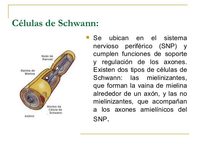 Sistema nervioso clase