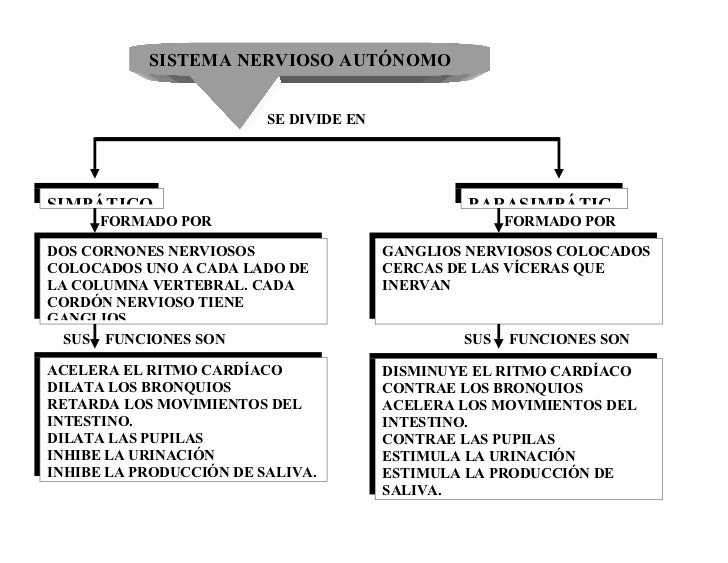 Sistema nervioso cuadro sinoptico