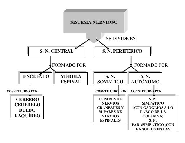 Sistema nervioso cuadro sinoptico