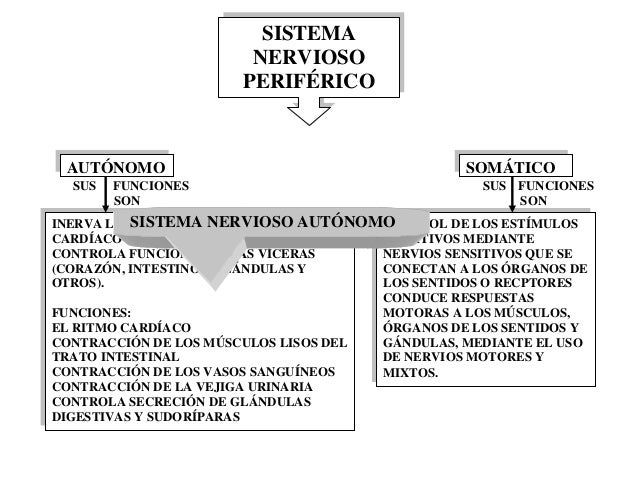 Sistema nervioso cuadro sinoptico